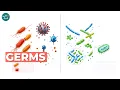 What Are Germs Bacteria Viruses and Disease Prevention