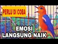 Download Lagu kicauan nya DAHSYAT bikin naik pitam burung ANIS MERAH lain