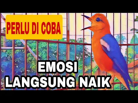 Download MP3 kicauan nya DAHSYAT bikin naik pitam burung ANIS MERAH lain