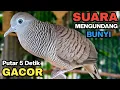 Perkutut Lokal Gacor Suara Besar Pancingan Burung Perkutut Agar Cepat Bunyi.
