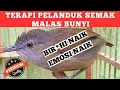 Download Lagu TERAPI PELANDUK SEMAK MALAS BUNYI AGAR PELANDUK SEMAK CEPAT GACOR RAJIN BUNYI