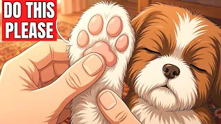 The 6 Acts of Love Your Dog Hopes From You Throughout Their Entire Life