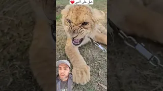 أغرب صوت صغير الأسد الشبل المرعب كل أفكارك عنه هتتغير Shorts Lion Simba 