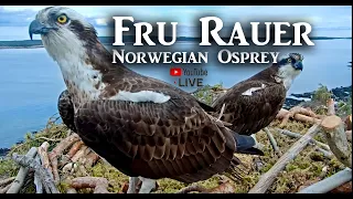 Fru Rauer - Norwegian Osprey Live Stream #fiskeørn #ospreynest #osprey
