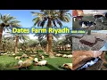 Dates Farm Riyadh Saudi Arabia