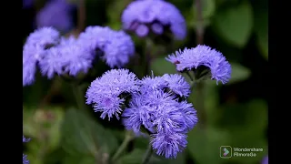 أناجيك ربي و كلي أمل 