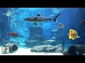 Download Lagu Large Shark Aquarium! (4K) 🦈 Relaxing Aquarium Music, Sharks \u0026 Ocean Fish