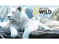 The Rare And Exotic Animals White Lions Hd National Geographic Full Documentary