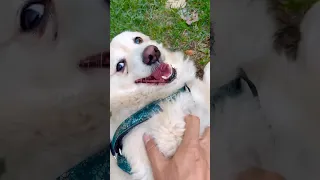 Happiest Dog Ever Belly Rub Time شادترین سگ دنیا زمان قلقلک شکم FunnyDog DogLaugh BellyRub 