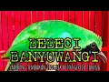 BEBECI BANYUWANGI ‼️GACOR FULL TEMBAKAN TENGKEK BUTO GEREJA TARUNG