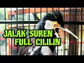 Download Lagu JALAK SUREN FULL CILILIN | jalak suren isian cililin