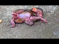 Happened saad thing!! Mother monkey tries refuse and abandoned newborn baby monkey