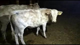                     دندنها