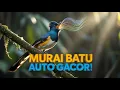 Download Lagu Masteran Murai Batu Full Isian: Katem, Cililin, Sikatan \u0026 Londo, Bikin Gacor Ngalun Terus!
