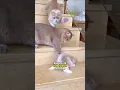 Download Lagu Ayah kucing yang galak langsung ciut begitu berhadapan dengan istrinya