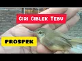 Download Lagu Cara Memilih Ciblek Tebu Bahan Yang Bagus dan Prospek Cepat Gacor