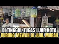 Lagu MAU DI TINGGAL TUGAS LUAR KOTA ‼️KOLEKSI BURUNG GACORAN MEWAH DI JUAL MURAH ! KFT SF CENGKARENG