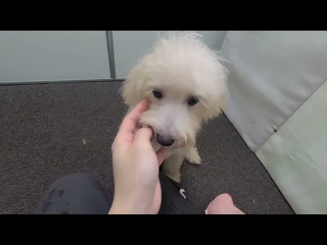 動画