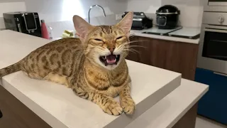 Chat bengal qui miaule