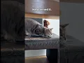 Lagu 👉 TIGER doesn’t play. He plans.😎 #cat #catshorts #funnycats #viral