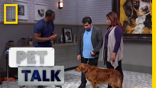 Misconceptions About Microchipping Pet Talk