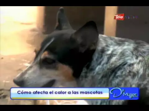 Cómo afecta el calor a las mascotas
