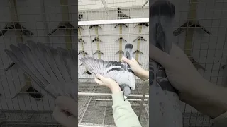                  دندنها