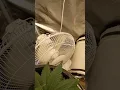 Purple diesel from Green point seed bank