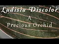Download Lagu Ludisia discolor - A Precious Orchid