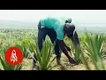 Download Lagu The Surprising Plant Helping Kenyan Farmers Prosper