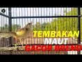 Download Lagu Suara Prenjak Sawah Gacor Keras Nembak Ngebren || Cocok Buat Pancingan Prenjak Sawah Bahan/Diem