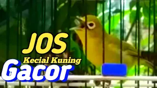 Download Masteran burung Kecial Kuning Gacor Terbaik \u0026 Tercepat Bikin Kecial Ngejos Responsif MP3