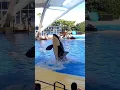 Download Lagu Ballena Saltando 😲 #orca #ballena