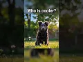 Download Lagu Black Cat vs Black Dog – Who’s Cooler? 😎 #Shorts