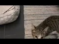 Cosmic Brownie has the sweetest meows