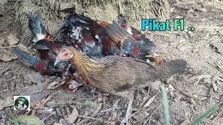 Download Ayam Hutan Pikat Betina F1 Vol (18) MP3