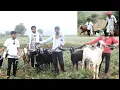 Lagu Kota jungle me esa kya ho gya Jo har bakra bakri ke