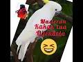 Download Lagu terapi burung KAKAK TUA (SAHABAT GACOR) #kakaktua #terapingomong #masteran #kakaktua