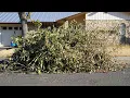Brush collection options for Boerne residents