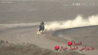 المركز الأول الفرس مارينا للمالك ناجح الترابين مع الخيال سلمان الاعسم دندنها