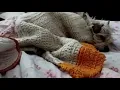 Download Lagu ZOE 🐶🤫 La Nena Sigue Durmiendo! (Episodio 21)
