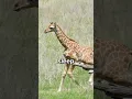 Why do Giraffes Sleep Standing Up