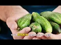 12 Bible Foods God Gave to Sharpen and Protect Your Memory After 60 | Bible Foods & Healing