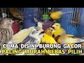 Download Lagu PILIHAN BURUNG GACOR MELIMPAH MURAH AMANAH BEBAS PILIH HARGA BAHAN MULAI DARI 80 RIBU DI PB PRAMUKA