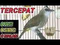 Download Lagu TERCEPAT PANCINGAN TRUCUKAN biar GACOR di pagi siang dan malam hari