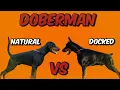 Docked Doberman Vs Natural Tail Doberman Dogs Junction