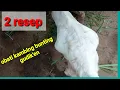 Lagu Obat gudik kambing paling ampuh - inilah 2 resep obati kambing bunting gudik'an
