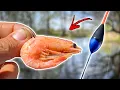 Download Lagu Float Fishing GIANT PERCH With Shrimp | Team Galant