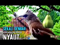 TRUCUK Gacor UPLIK NGEPLUR pancingan trucuk agar BUNYI, jadikan burung trucukan BUNYI GACOR sketika 