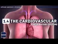 OCR GCSE PE - CARDIOVASCULAR RESPIRATORY SYSTEMS